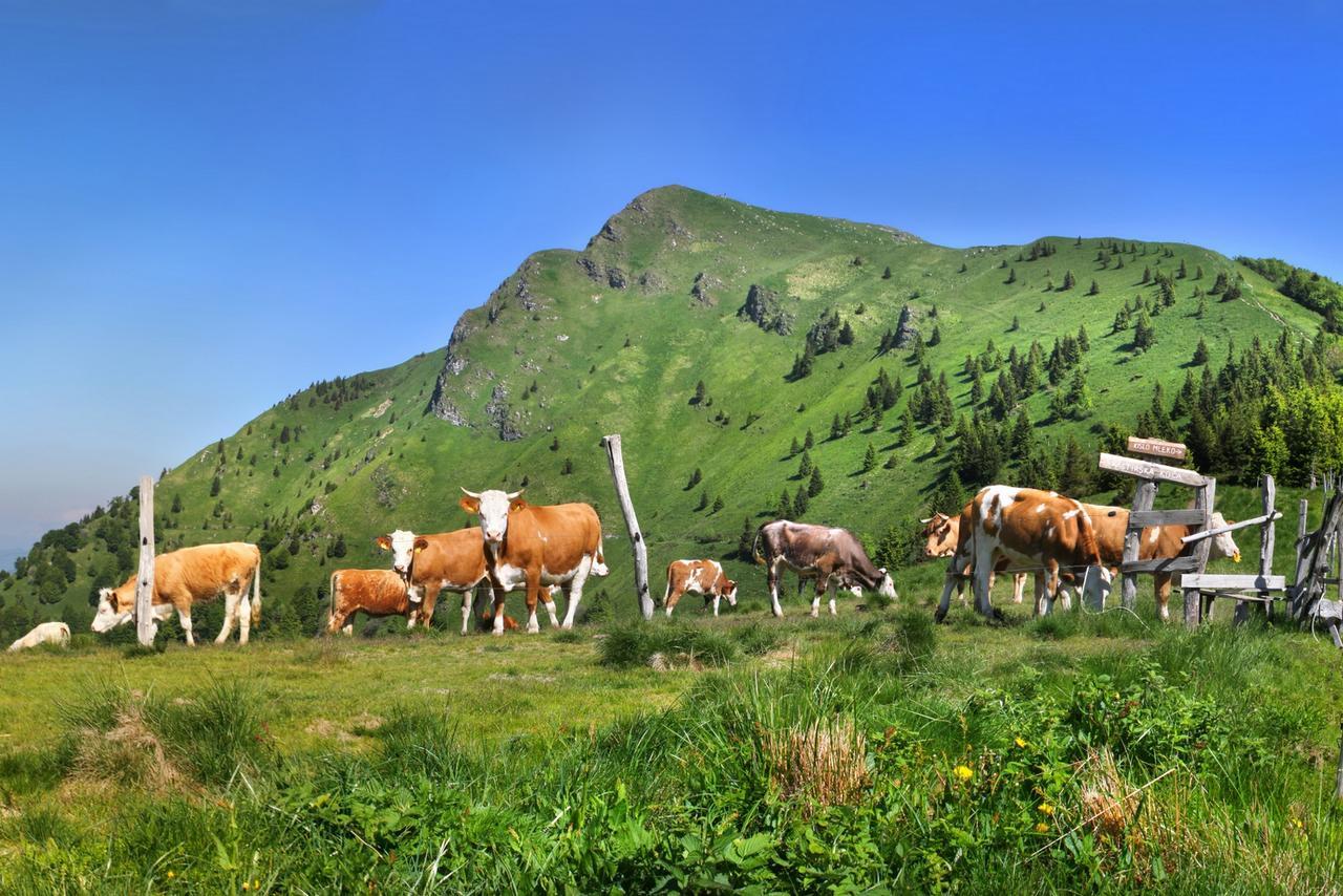 Prenocisca Cerkno Albergue Exterior foto